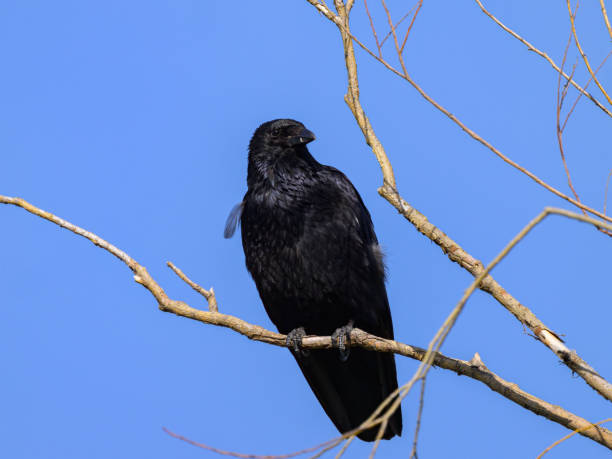 istock A carrion crow sitting on a small branch 2153177023