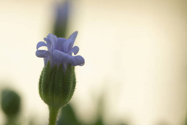 Blooming flower in nature classic blue color. Delicate flower with copy space