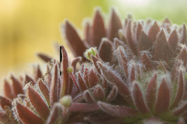 Leaves of succulent, macro shot, abstract natural background photo. Home floriculture.