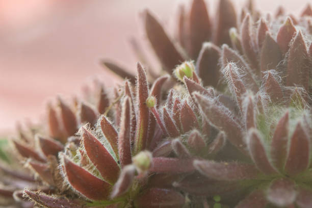 Leaves of succulent, macro shot, abstract natural background photo. Home floriculture.