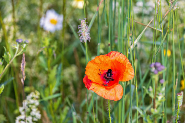 Red flower with bees in summer