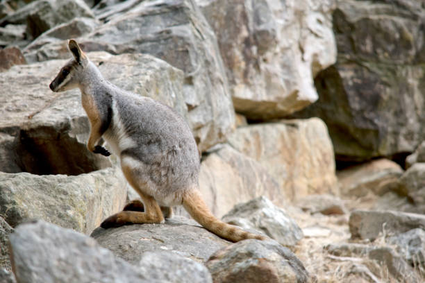 istock this is a side view of a yellow footed rock wallaby 2153181257