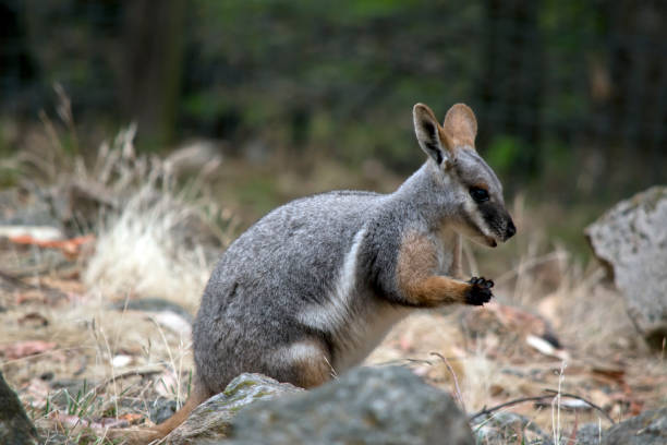 istock this is a side view of a yellow footed rock wallaby 2153181261