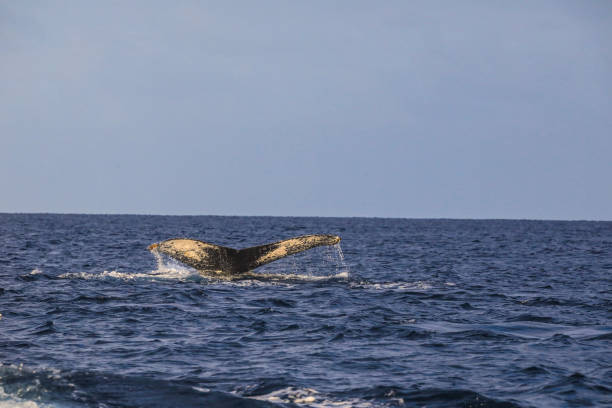 istock Mauritius Tamarin Humpback whale flipping its tail 2153181902