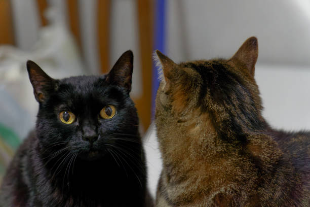 two cats, one brown and the other black, looking at each other, one from the front and the other from the back.