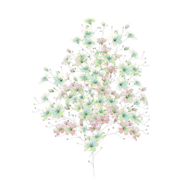 istock Watercolor Gypsophila flowers bouquet on white background 2153184345