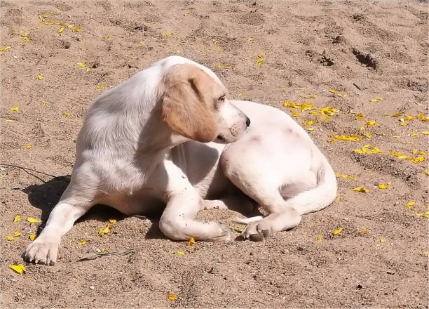 A sleepy dog on the sand