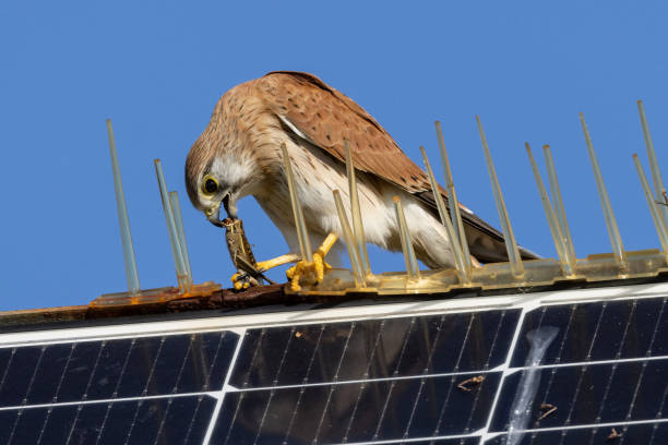 istock Australian Nankeen Kestrel 2153184830