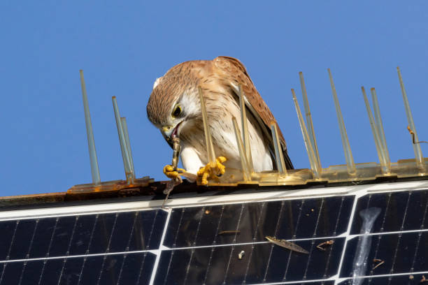 istock Australian Nankeen Kestrel 2153184832