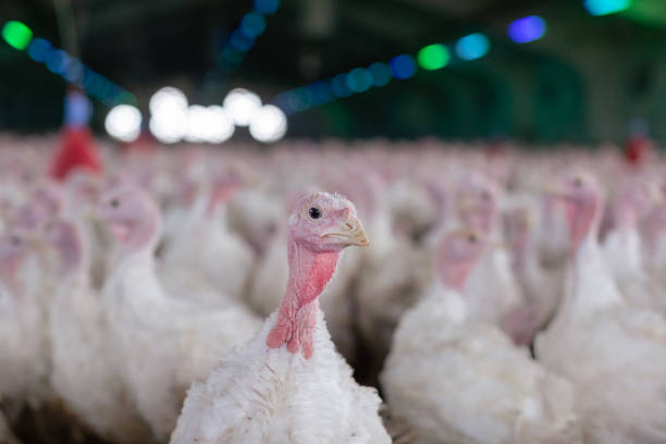 istock turkey farm. turkey close-up. turkey rearing concept 2153187263