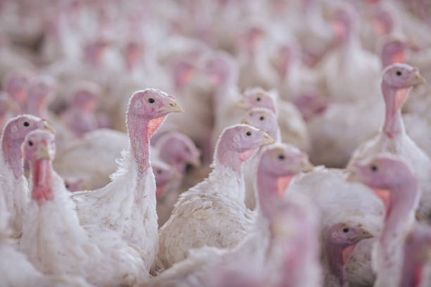 istock turkey farm. turkey close-up. turkey rearing concept 2153187267