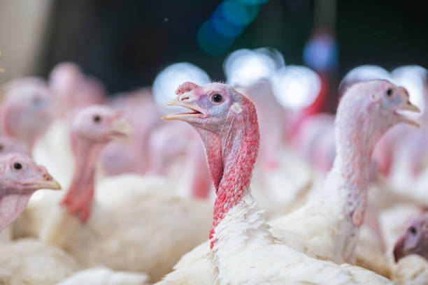 istock turkey farm. turkey close-up. turkey rearing concept 2153187362