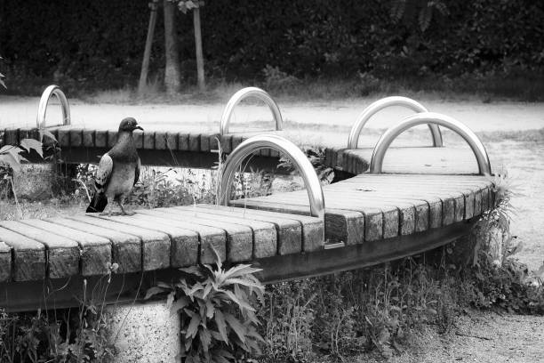 Image of a pigeon stretching its back on a bench