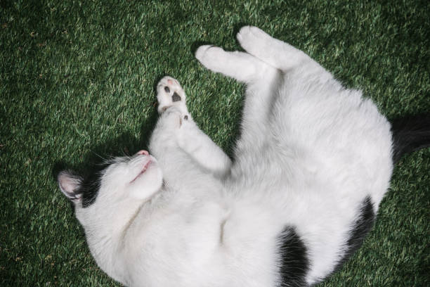 istock A black and white cat curled up on grass 2153188038
