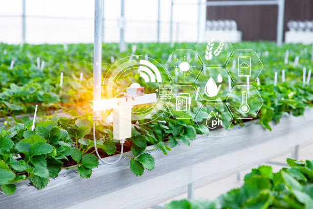 istock Agriculture smart farming technology sensor co2 humidity lighting temperature monitoring device for automation plant nursery in greenhouse 2153190498