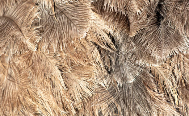 istock Gray feathers on an ostrich as an abstract background. Texture 2153191382