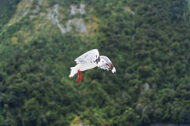 Red billed gull flying forage during the rain in the forest at New Zealand