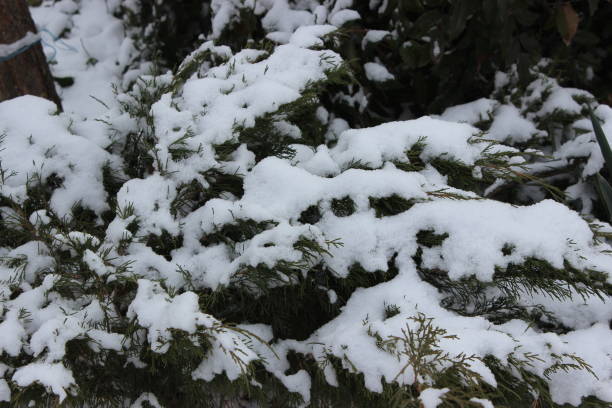 istock Evergreen bush plant Thuja under the snow. 2153192244