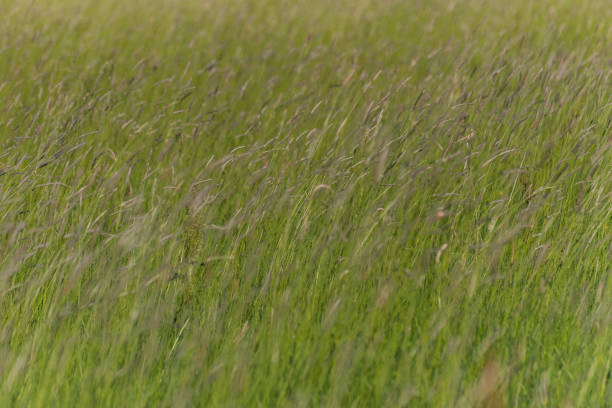 Field with wild plants on a windy day