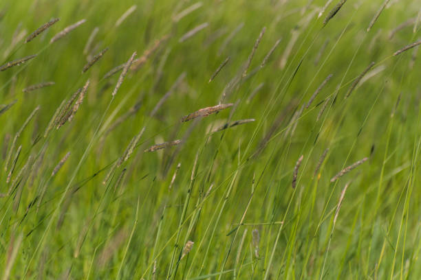 Field with wild plants on a windy day