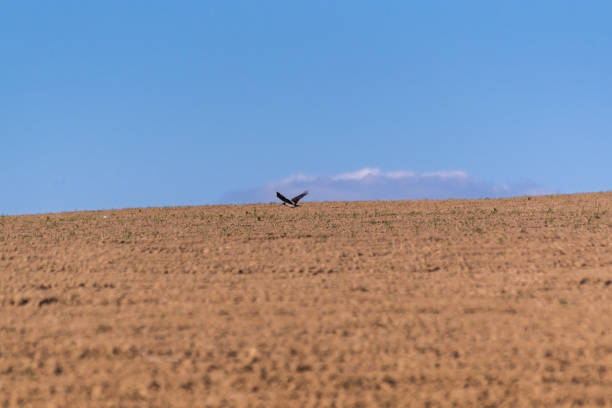Raven flies over a plowed field