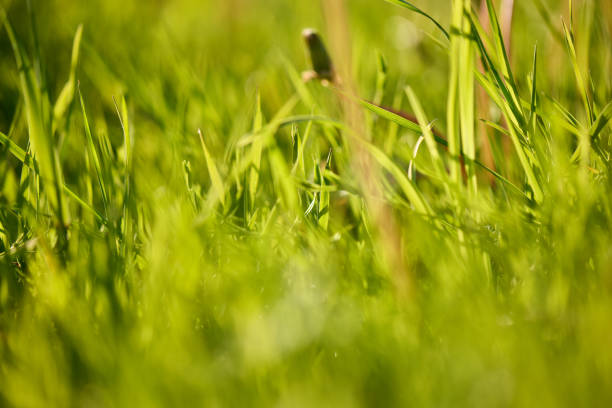 A detailed view of lush green grass basking in the sunlight, showcasing blades of grass and dew drops up close.