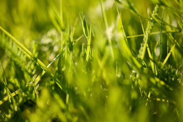 This close-up shot showcases lush green grass basking in the sunlight, each blade standing tall and vibrant in its natural environment.