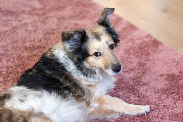 istock Gray fluffy dog closeup portrait, top view 2153193486