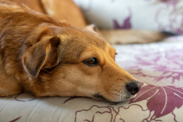 istock Redhead little dog sleeping on the couch 2153193574