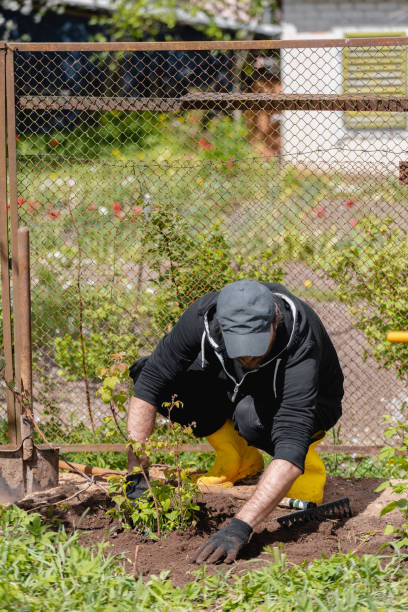 istock A man in the garden plants a raspberry bush 2153194010