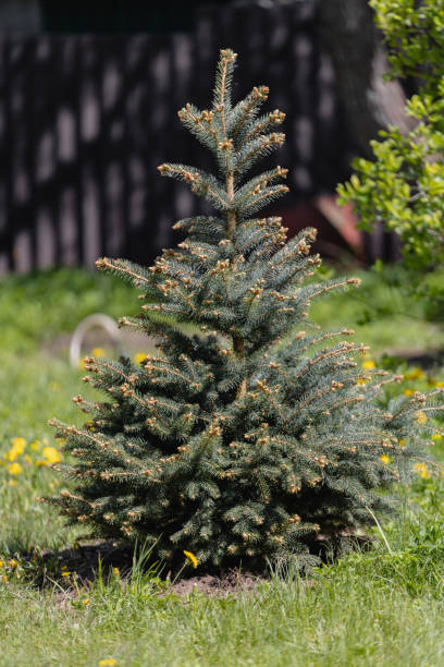 istock Fluffy beautiful young spruce on a garden 2153194015