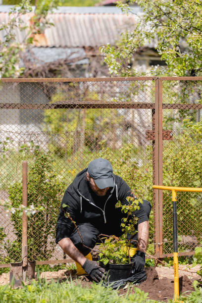 istock A man in the garden plants a raspberry bush 2153194017