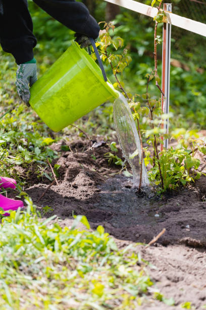 istock Watering plants in the garden 2153194039