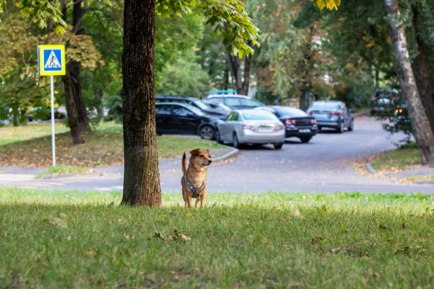 istock Red dog in autumn park close up 2153194720