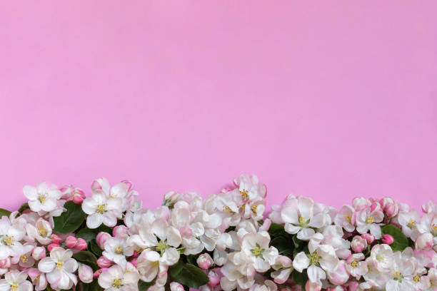 Apple blossoms on pink background. Top view. Closeup. Empty place for greetings, invitation, inspirational text, lovely quote or positive sayings.