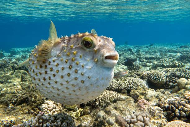 istock Yellowspotted burrfish (cyclichthys spilostylus)  using its defense system. 2153195386