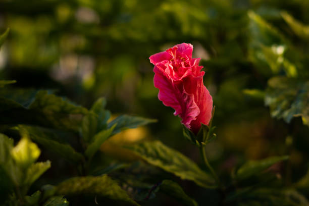 Single, isolated, pink, coiled Hibiscus blossom set against a green foliage background.