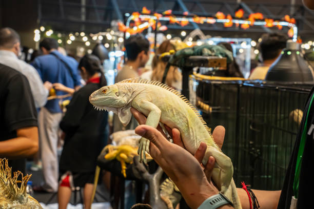 istock Yellow Albino Iguana 2153198369