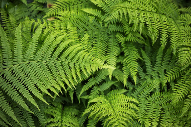 istock Natural fern background 2153198613