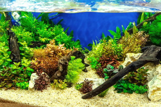 istock Tropical freshwater aquarium 2153198659
