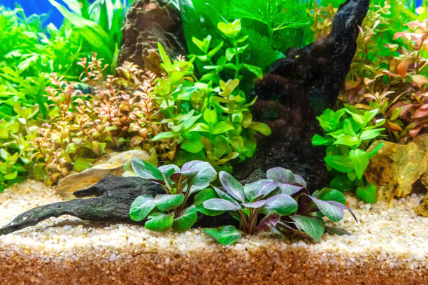 istock Tropical freshwater aquarium 2153198670
