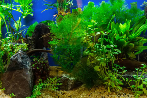 istock Tropical freshwater aquarium 2153198675