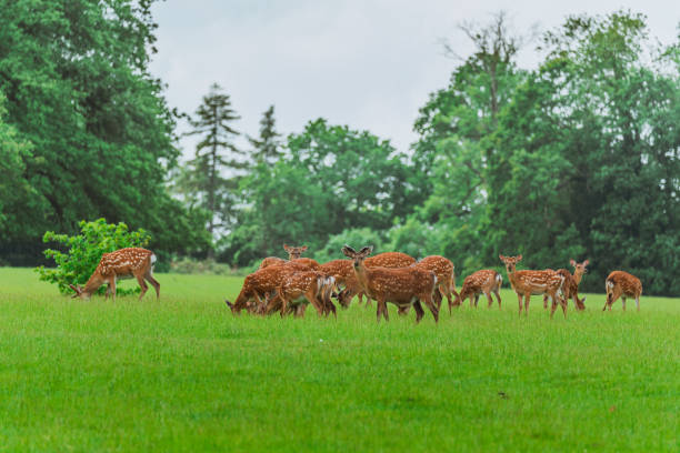 Herd of deersJaegersborg Dyrehave (Deer Park) near Copenhagen, Denmark.