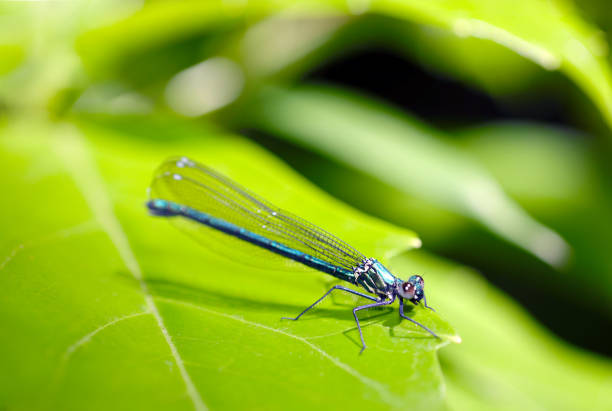 Female Japanese Nihon Kawatombo  dragonfly with a beautiful blue metallic appearance resting on a green leaf.
