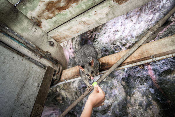 Person hand feeding possum with apple at Umpherston Sinkhole Gardens, Mount Gambier, South Australia