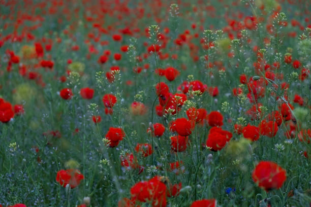 Evening field with wild red poppies in the grass in spring.