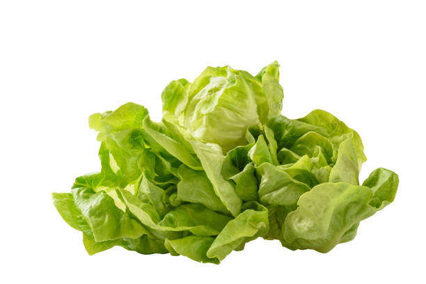 istock Fresh raw green butterhead lettuce leaf on white background 2153210521