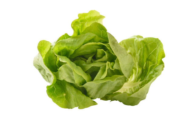 istock Fresh raw green butterhead lettuce leaf on white background 2153210525