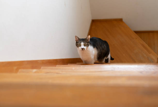 istock Cat climbing the stairs 2153211217