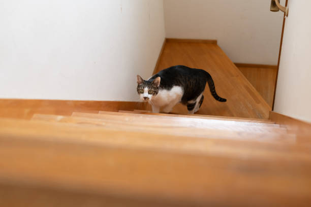 istock Cat climbing the stairs 2153211223